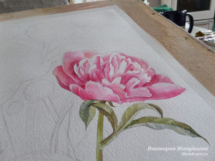 рисуем пионы акварелью поэтапно для начинающих
