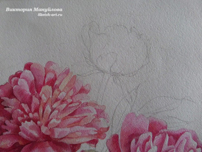 как нарисовать пион