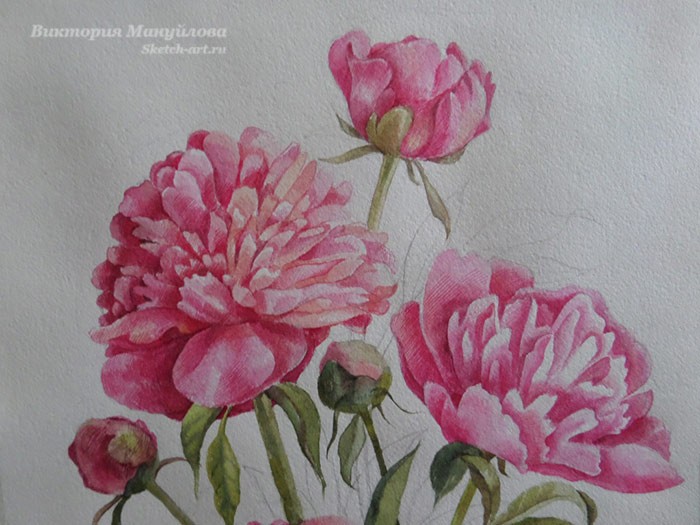 рисуем пионы акварелью поэтапно для начинающих