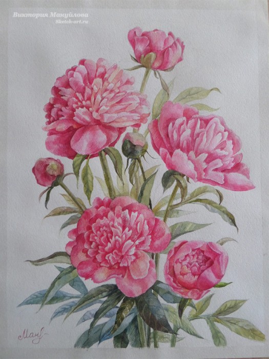 пионы нарисованные красками
