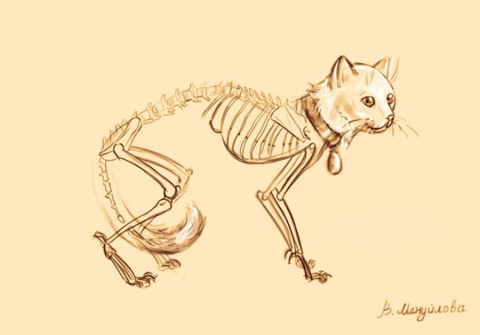 как нарисовать силуэт кошки