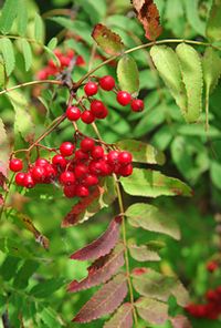 Berries