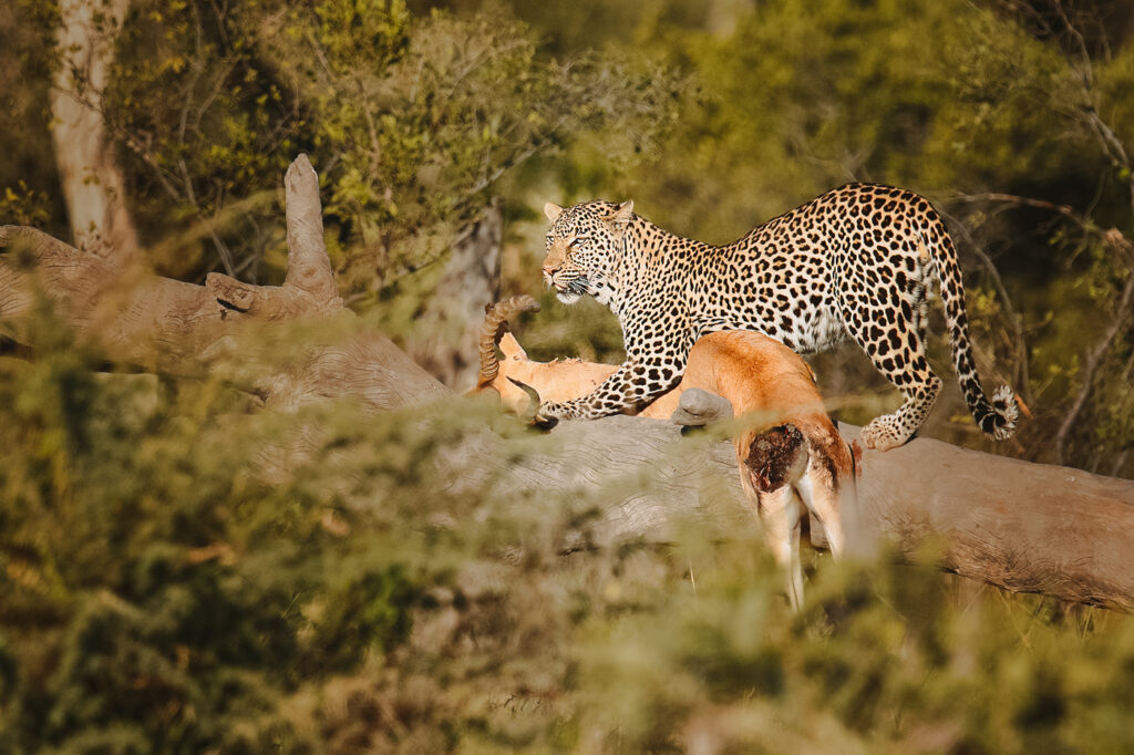 leopard after a hunt