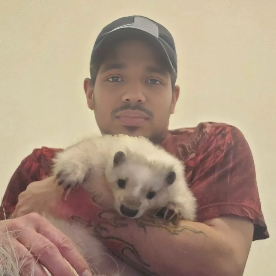 The hooded skunk (mephitis macroura): a comprehensive overview