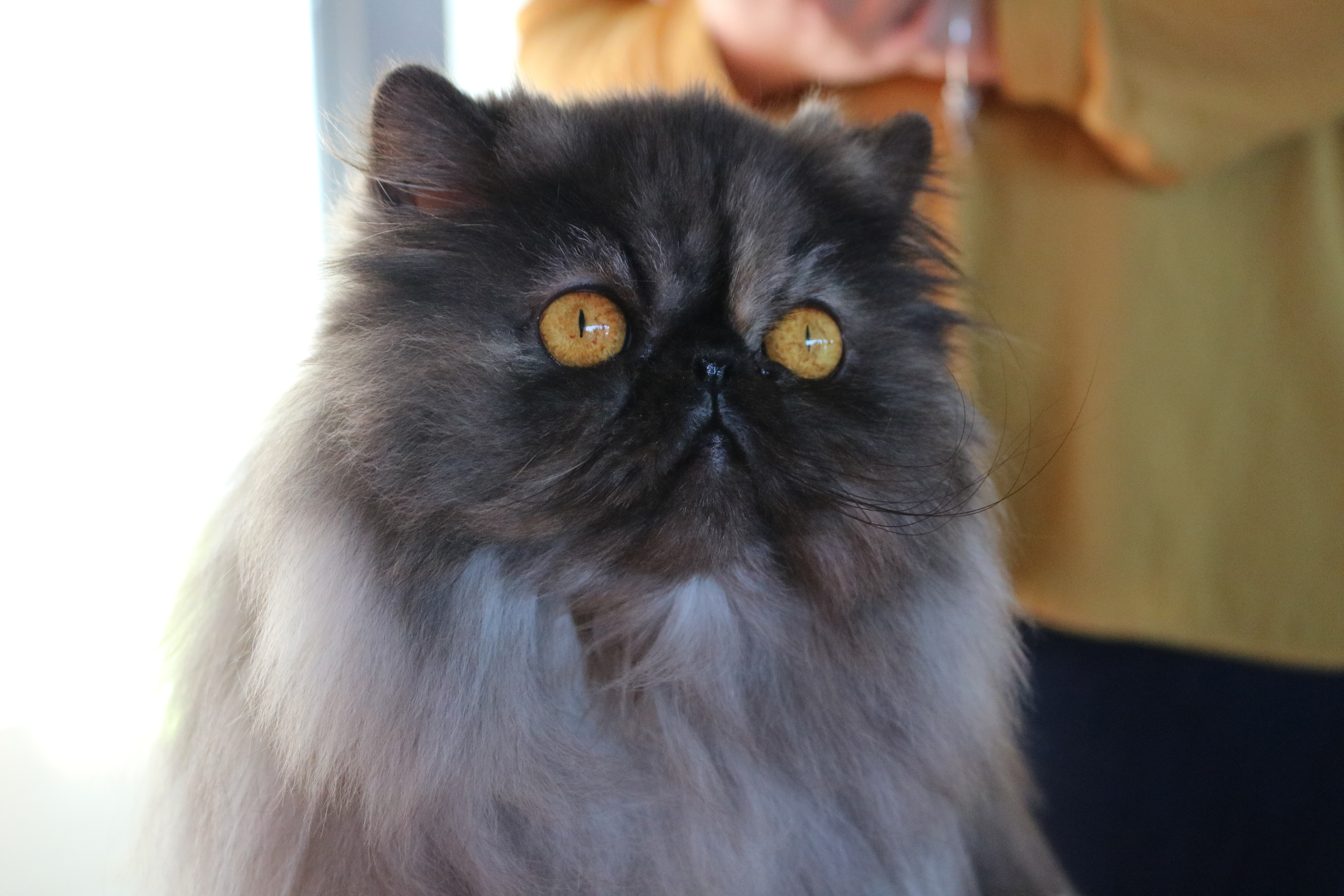 fêmeas persas e exóticas