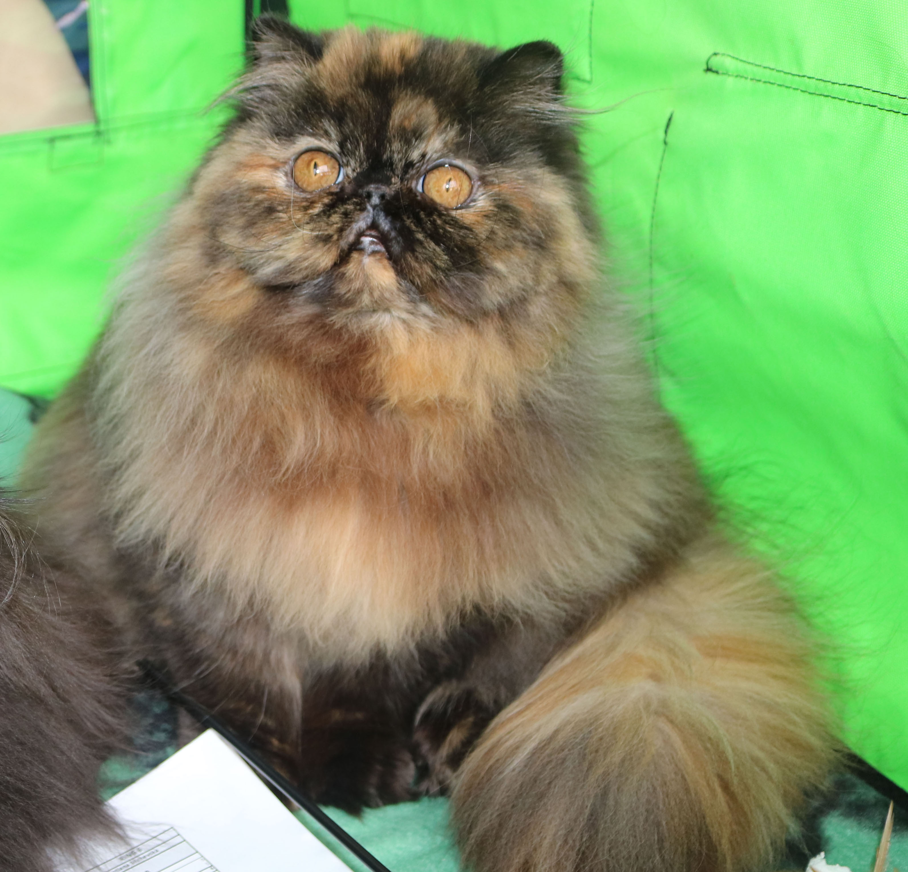 fêmeas persas e exóticas