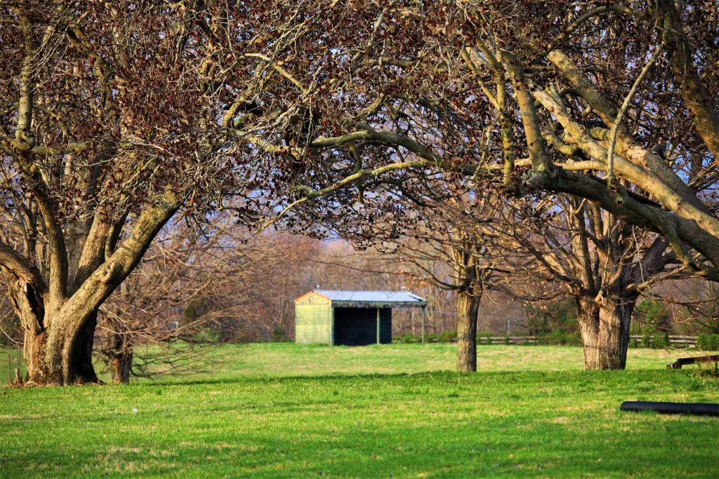 Green horse pasture with wooden fencing in Louisville, KY