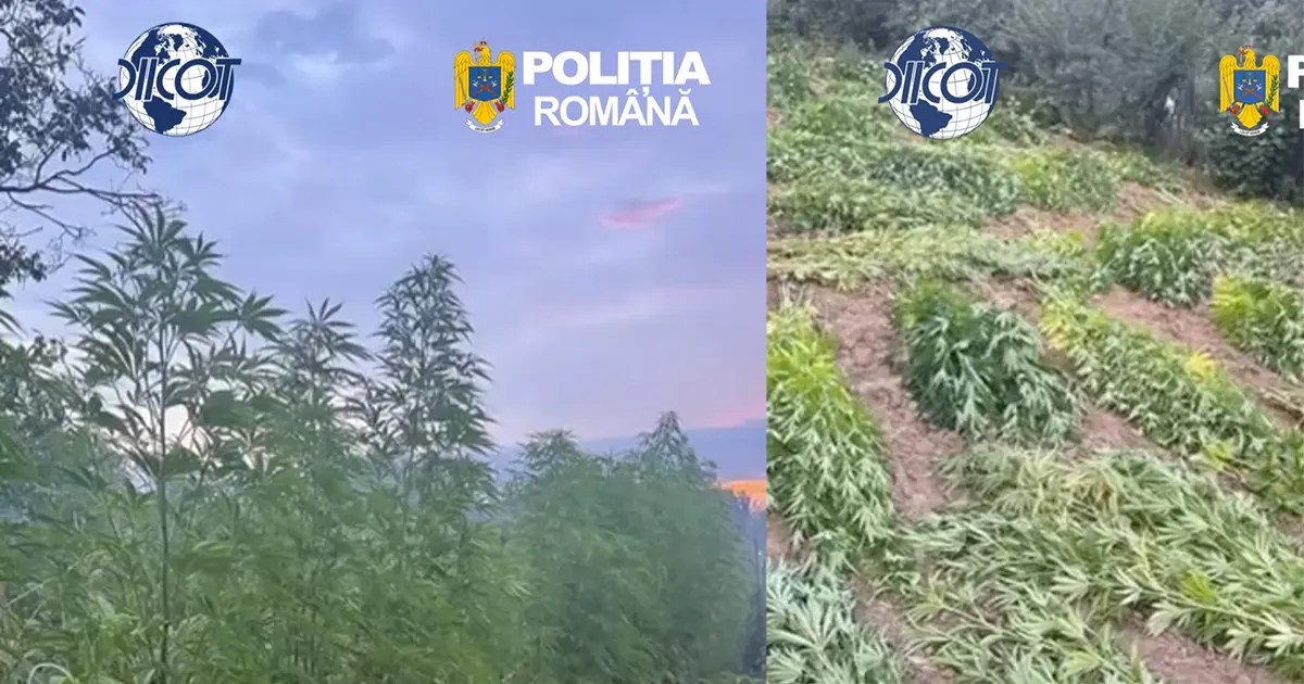 plantele descoperite printre rândurile de porumb și viță-de-vie, surprinsă în timpul percheziției.