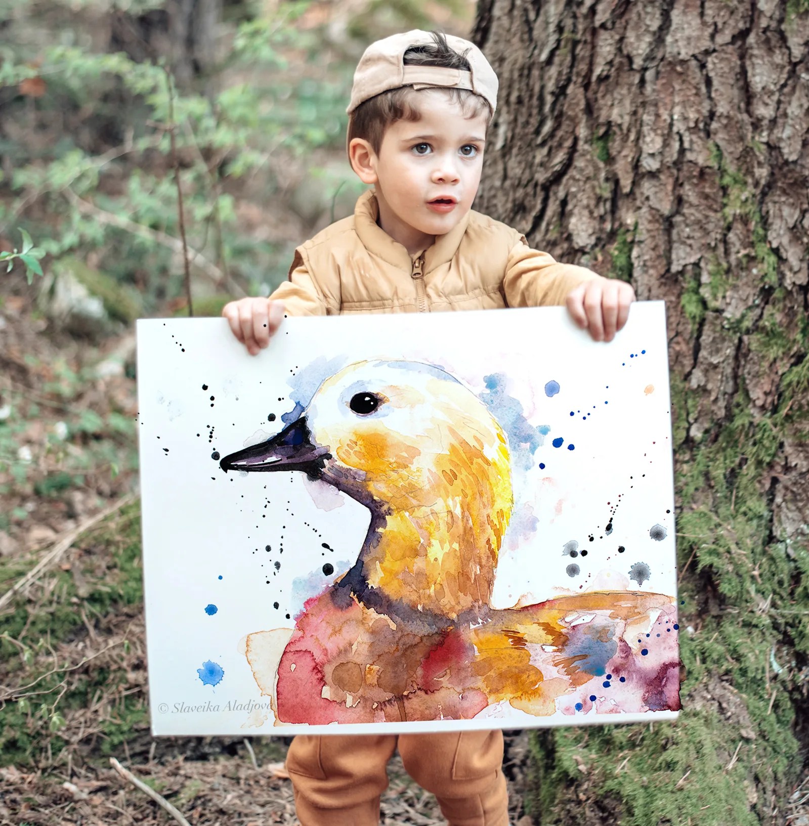 Ruddy Shelduck Duck