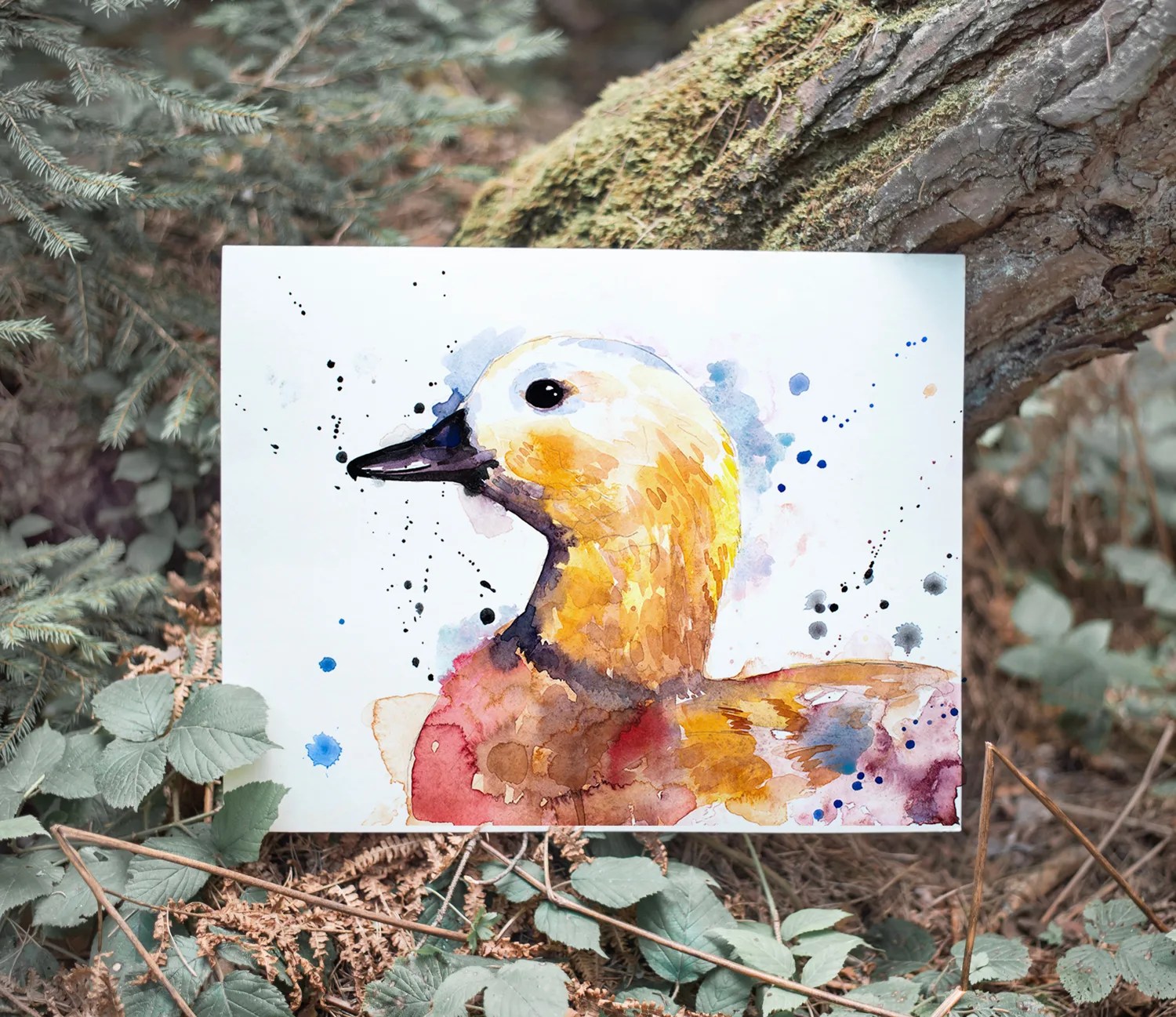 Ruddy Shelduck Duck