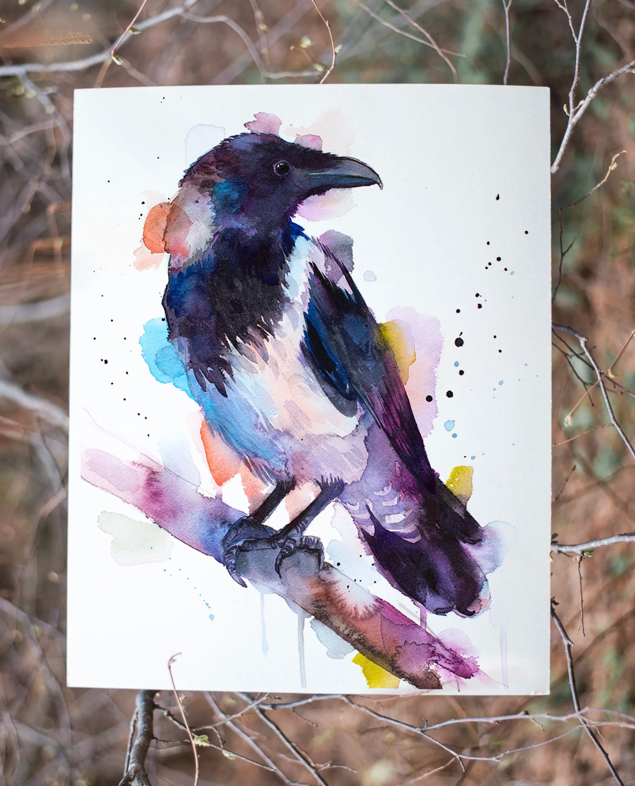 Hooded crow