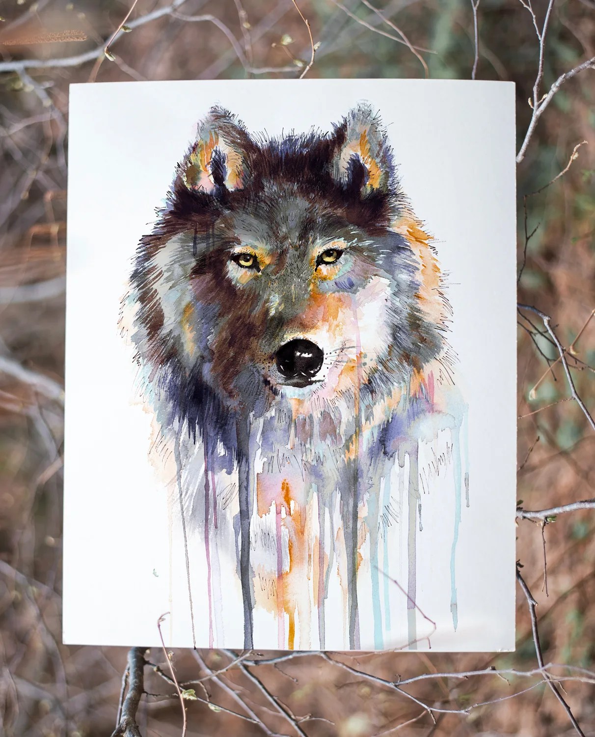 Grey wolf