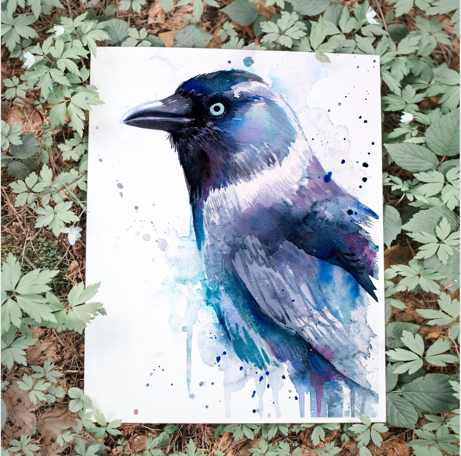 Jackdaw