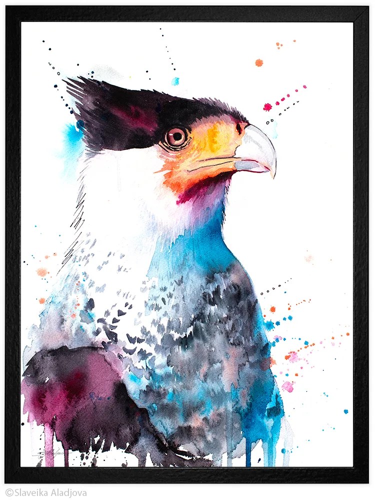 Northern Crested Caracara