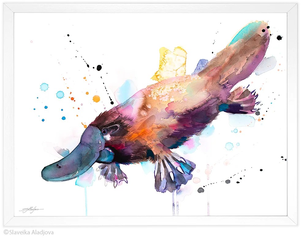 Platypus watercolor painting, limited edition art print by Slaveika Aladjova, view 4