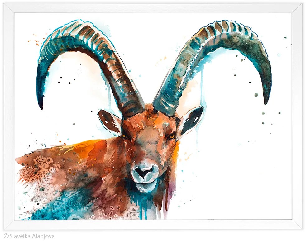 Alpine ibex watercolor painting, limited edition art print by Slaveika Aladjova, view 4
