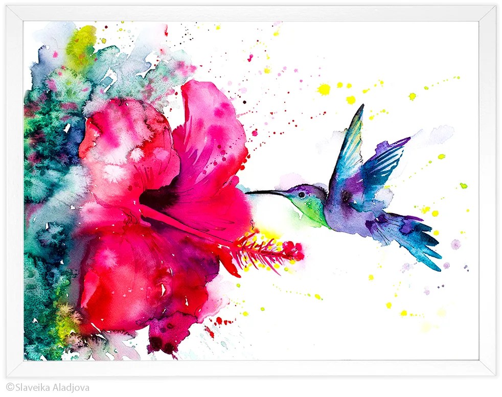 Violetear Hummingbird