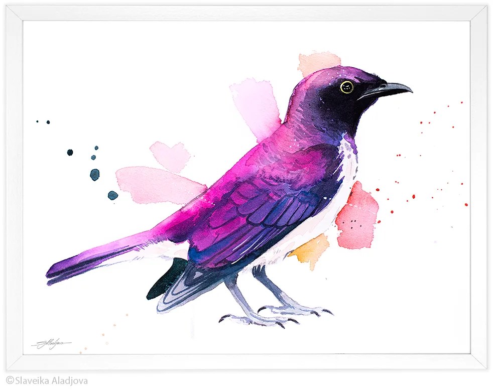 Amethyst Starling