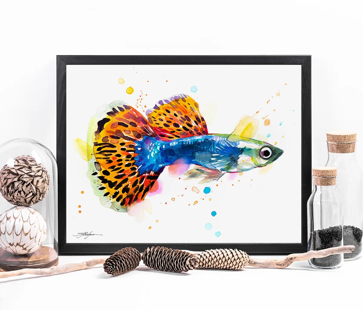 Guppy, Rainbow fish