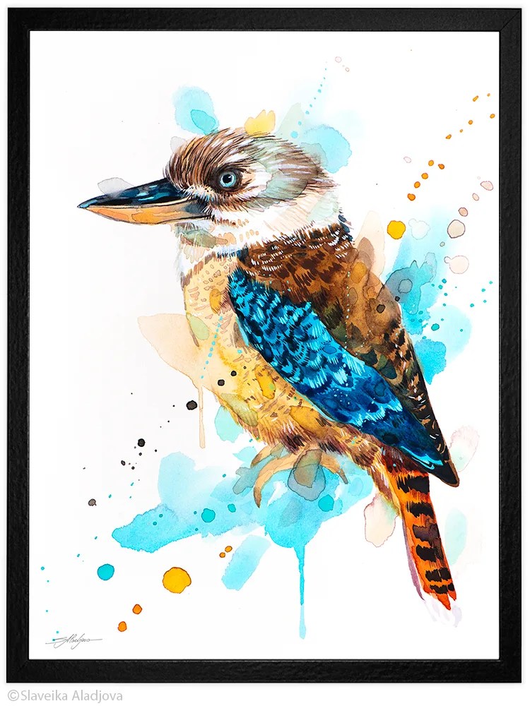 Kookaburra