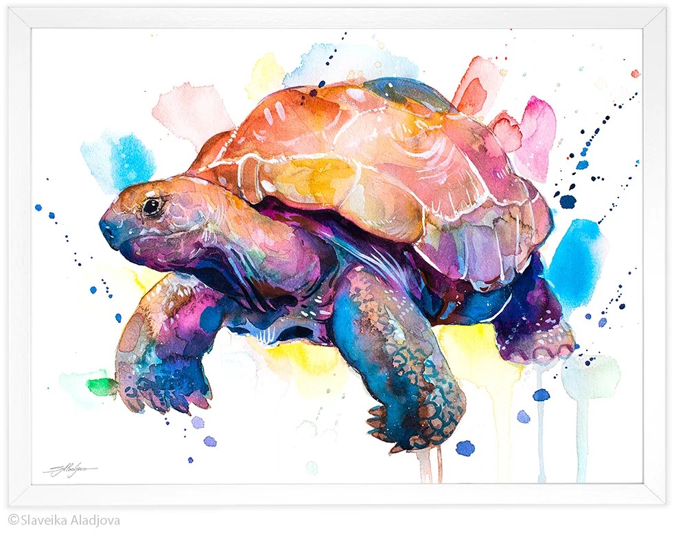 Giant tortoise, Galapagos Giant Tortoise