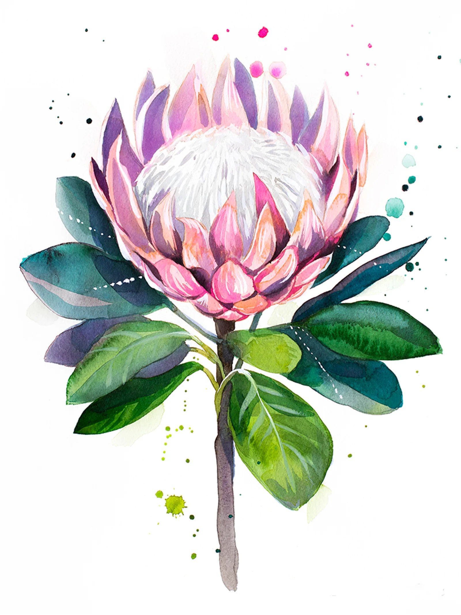 King protea