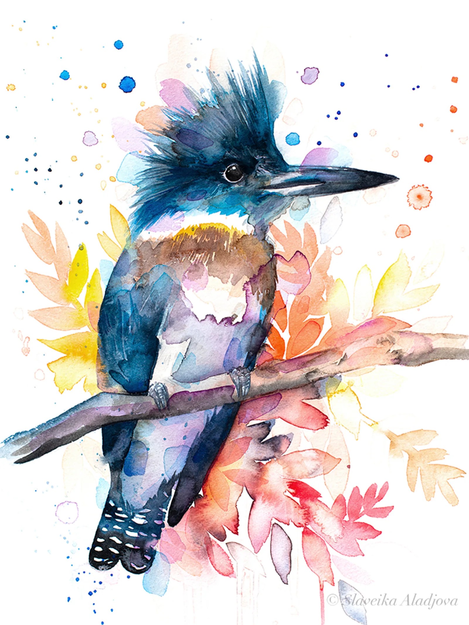 Belted kingfisher