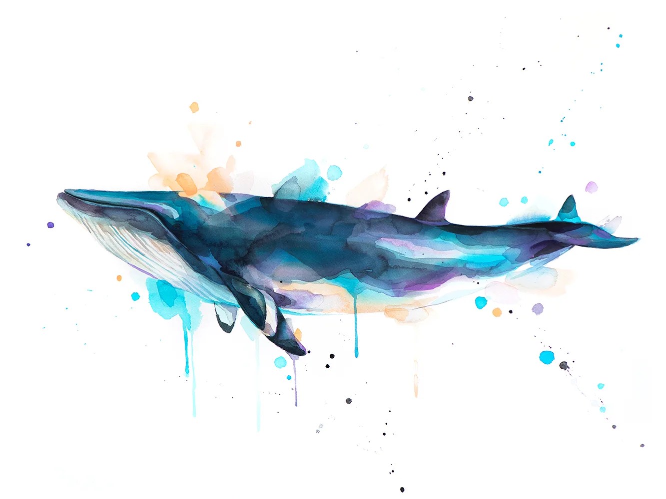 Minke whale