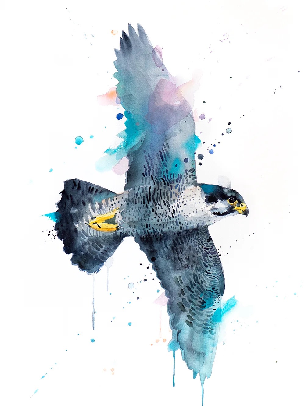 Peregrine falcon