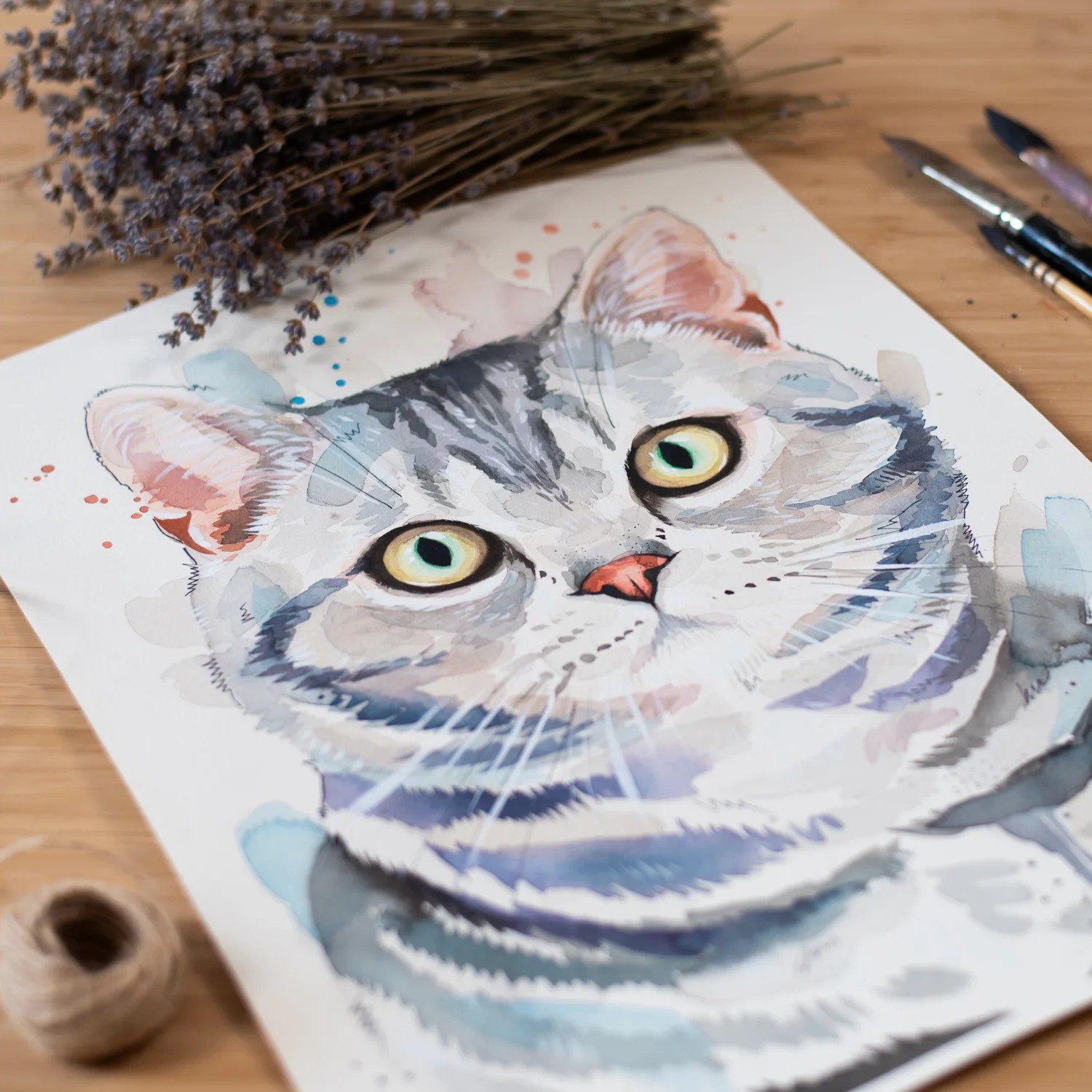 American Shorthair cat