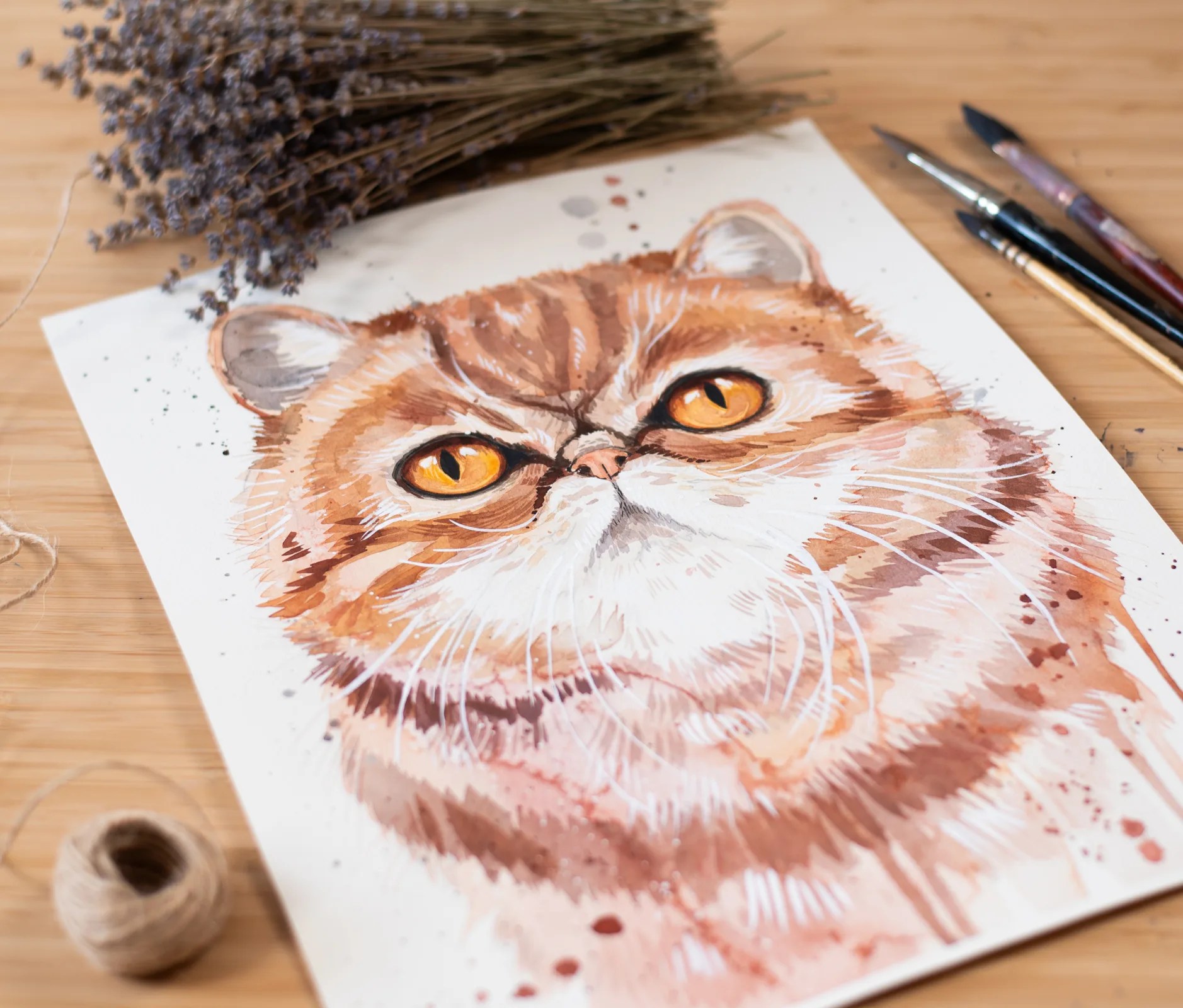 Exotic Shorthair Cat