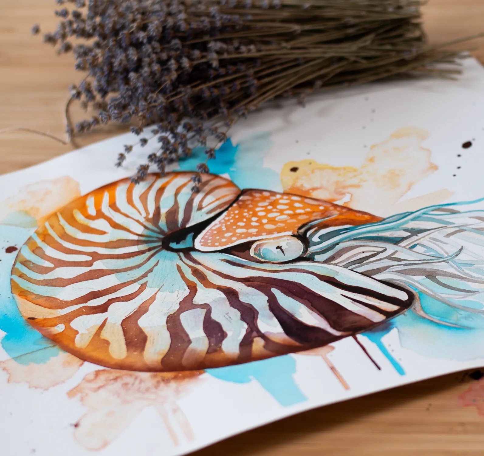 Chambered nautilus