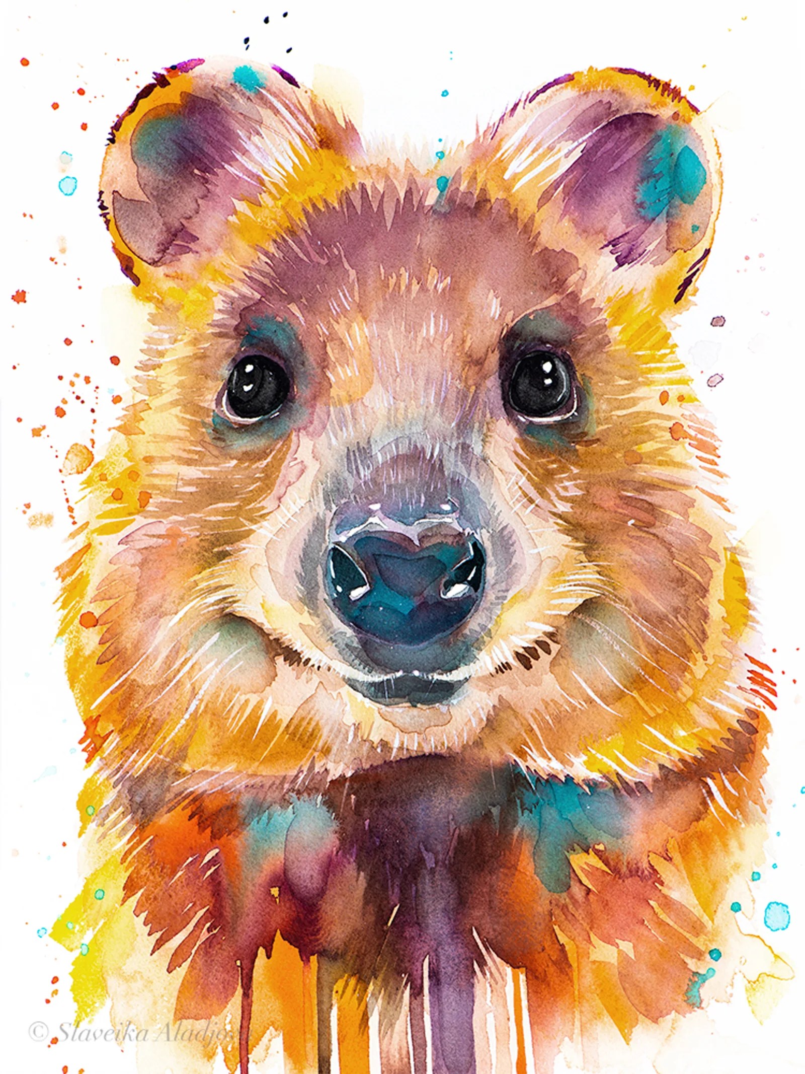 Quokka