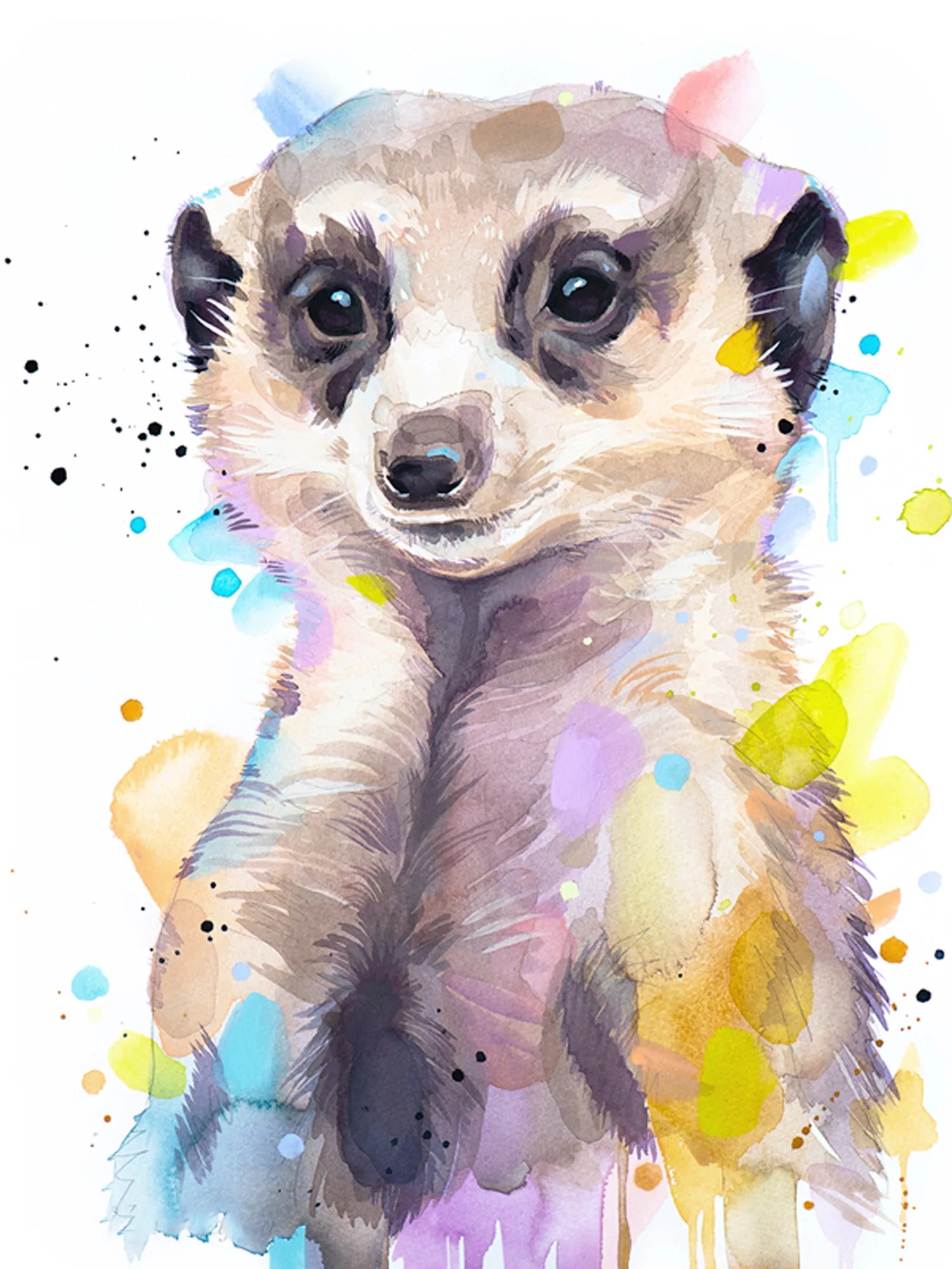 Meerkat
