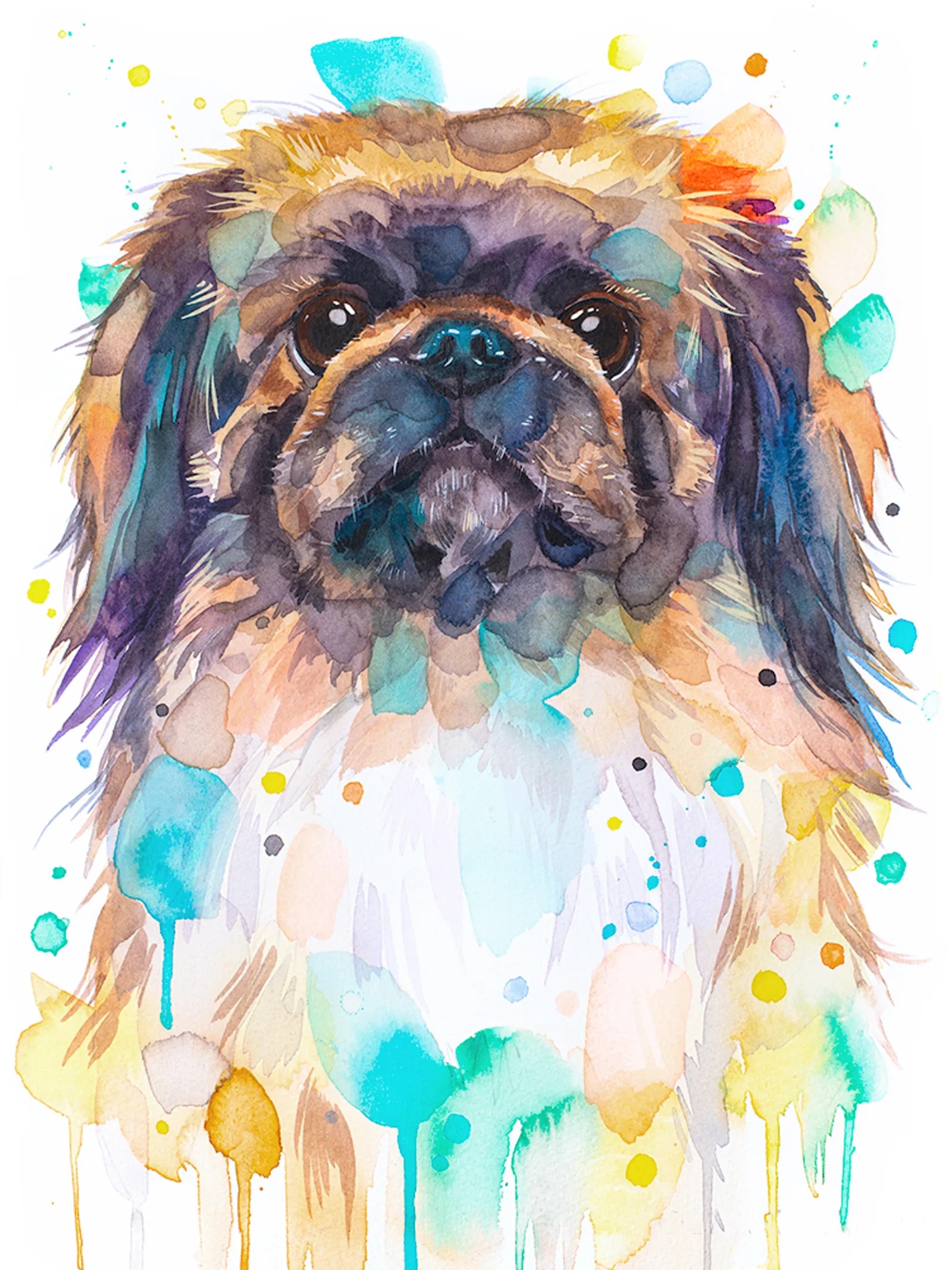 Pekingese Dog