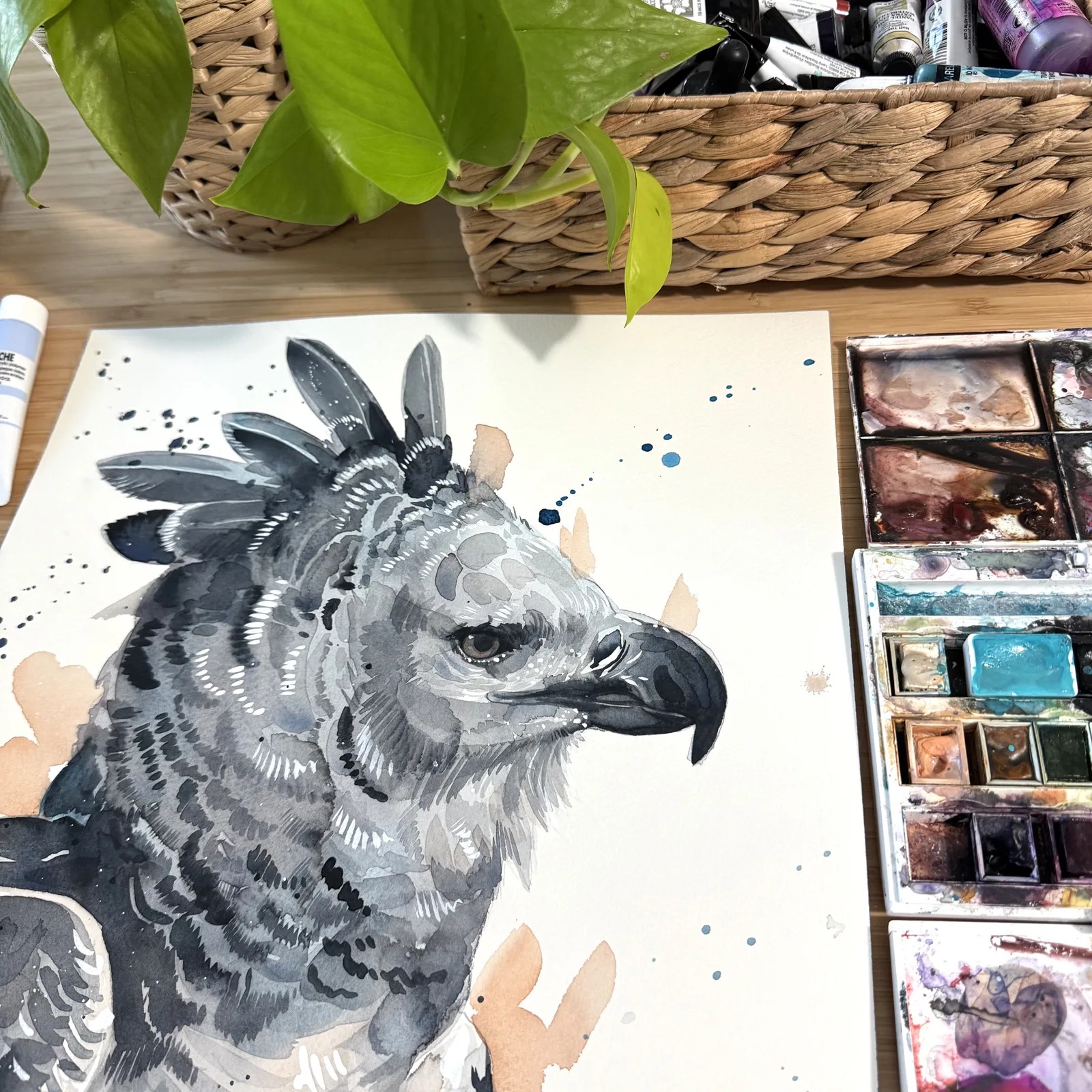 Harpy eagle