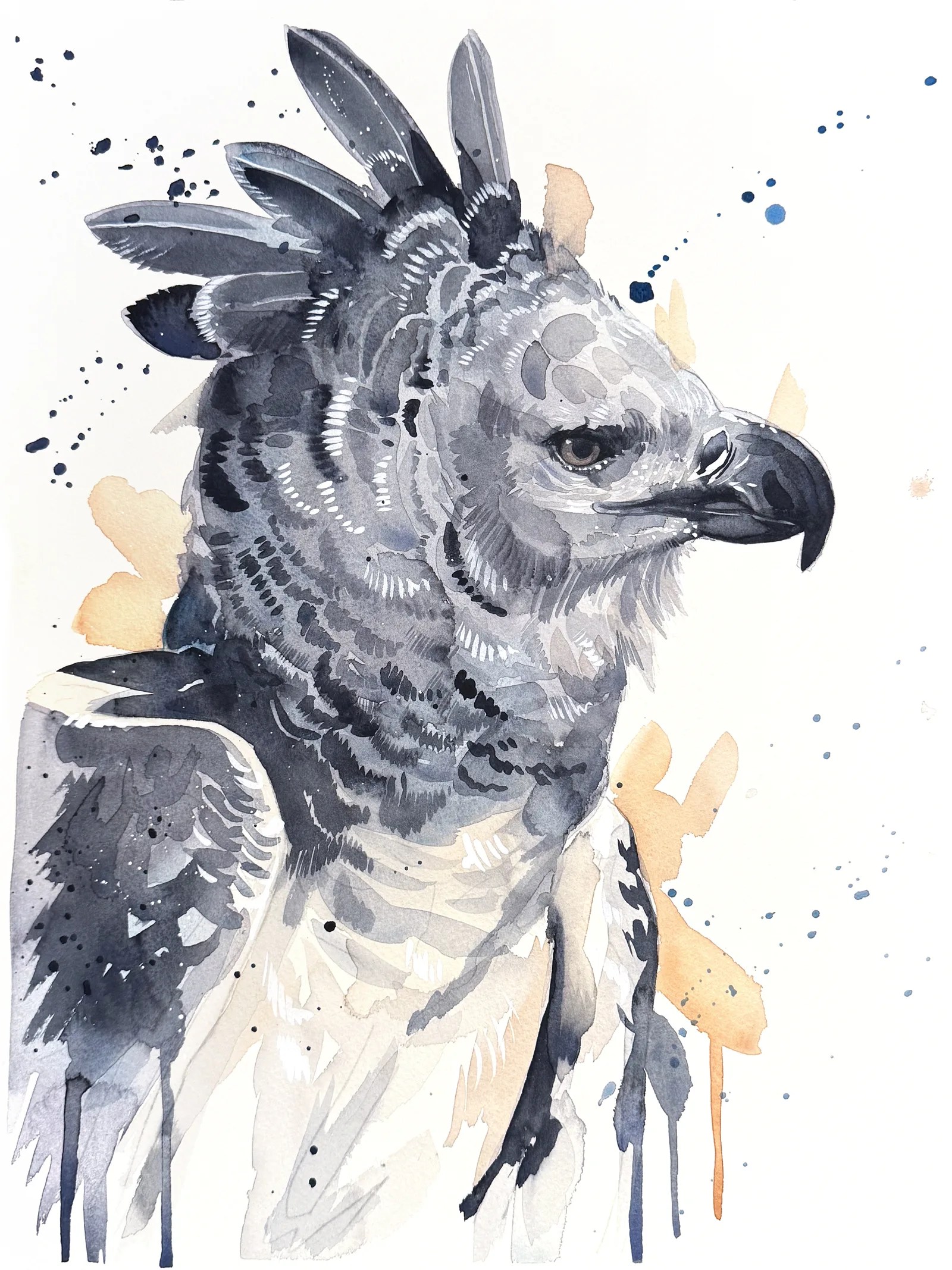 Harpy eagle