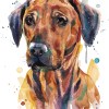Rhodesian Ridgeback Dog Rhodesian Ridgeback Dog