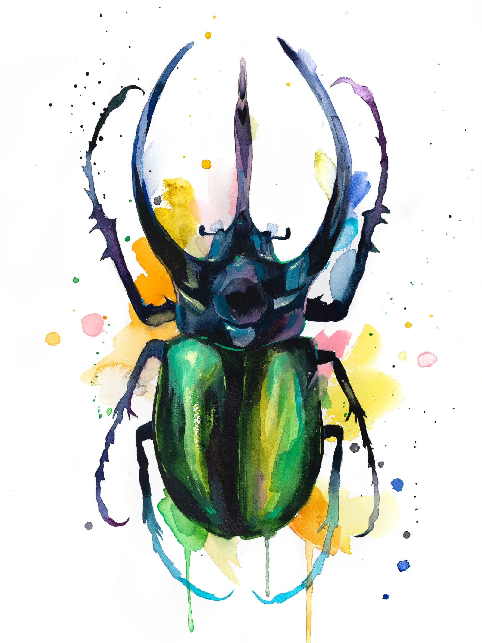 Atlas beetle