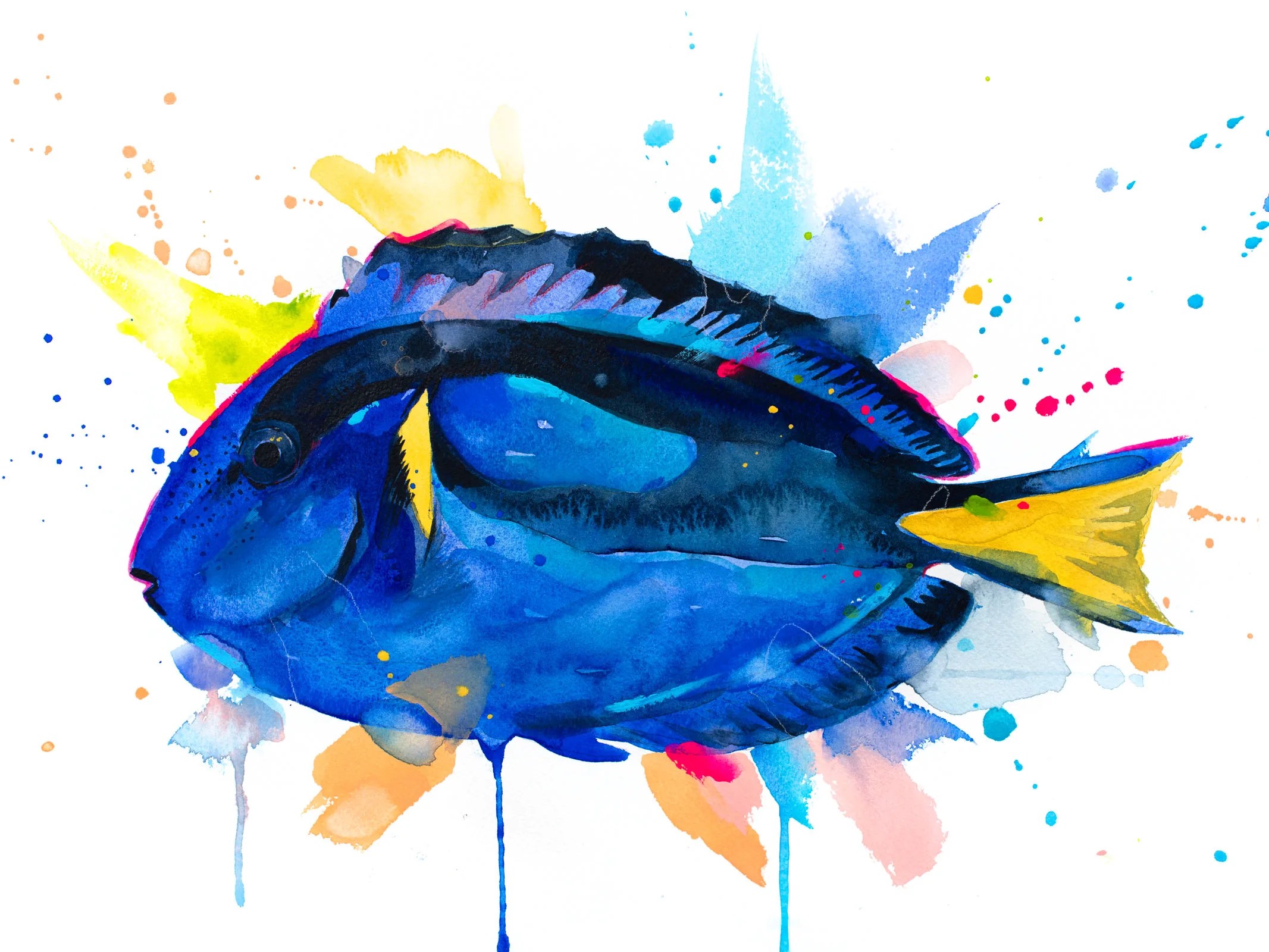 Indo-Pacific surgeonfish. A popular fish in marine aquaria