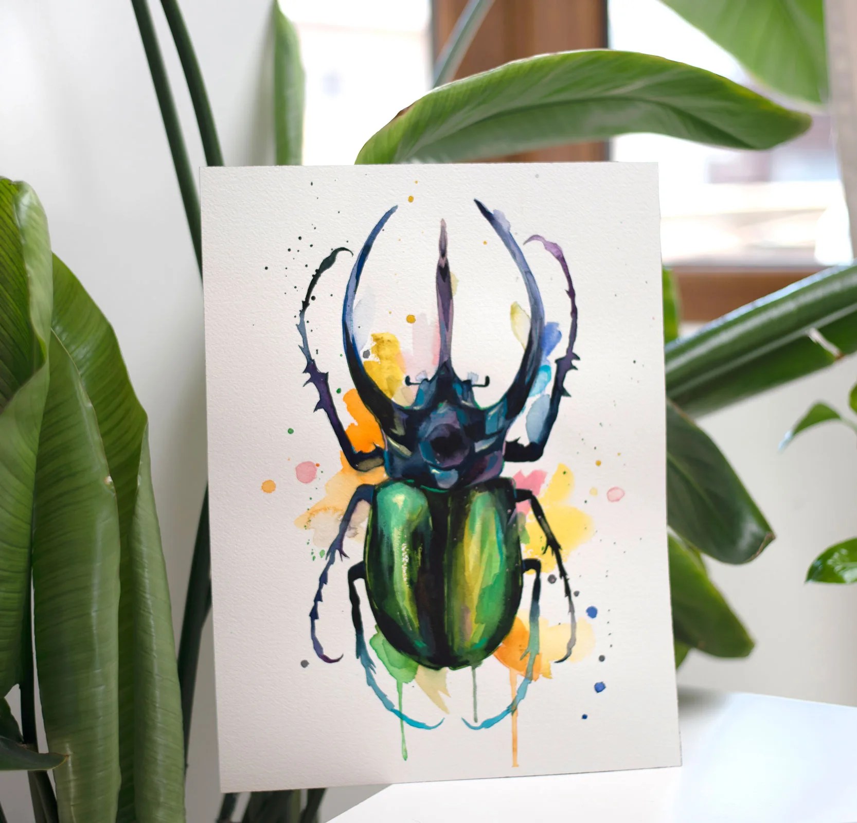 Atlas beetle