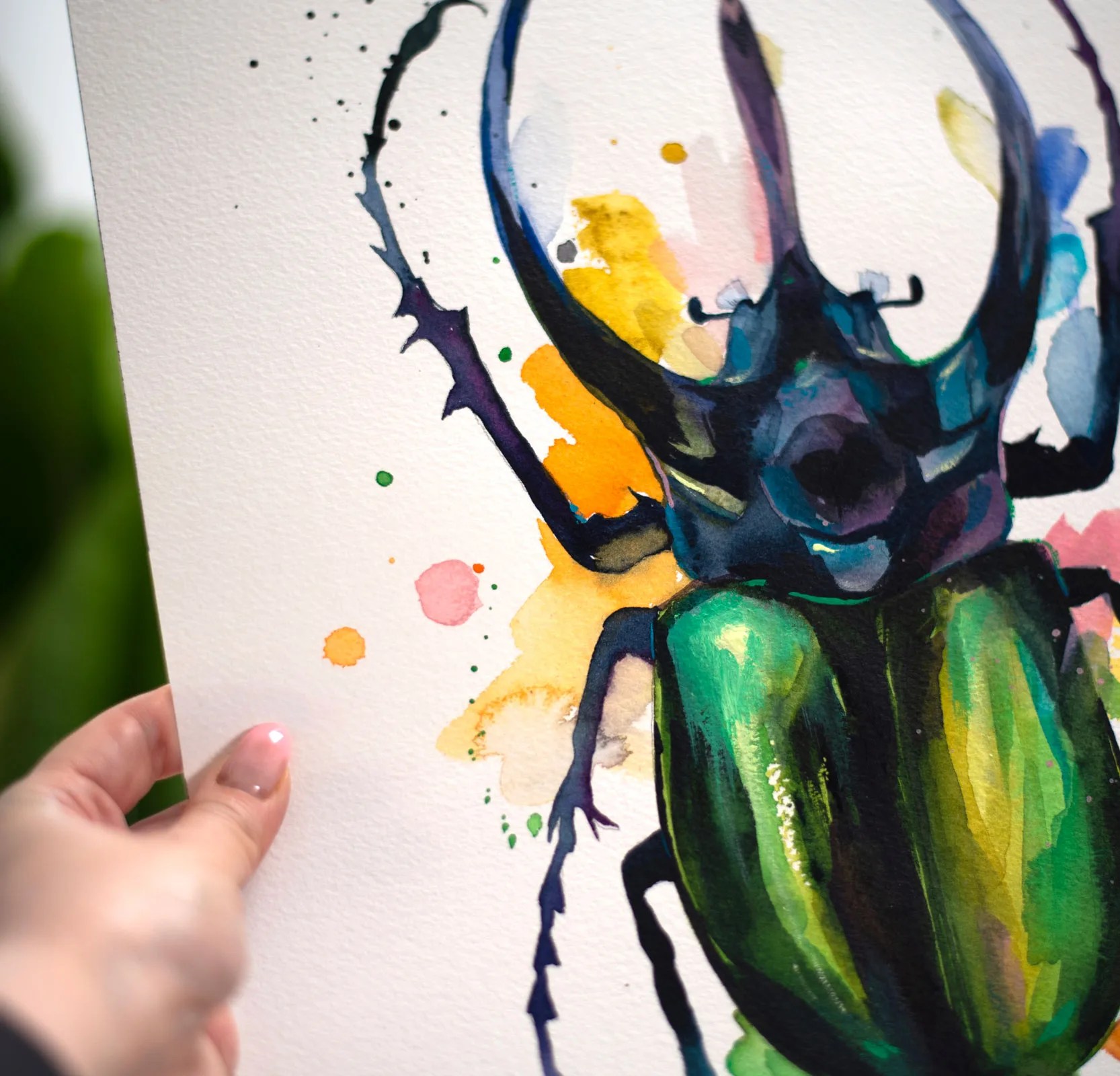 Atlas beetle