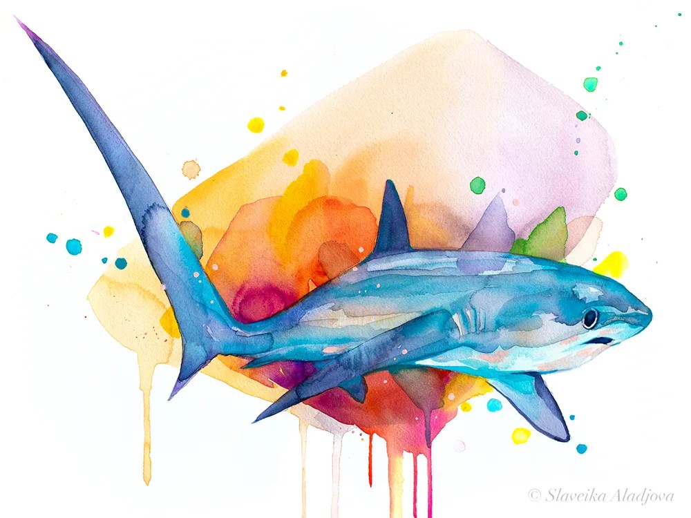 Thresher shark
