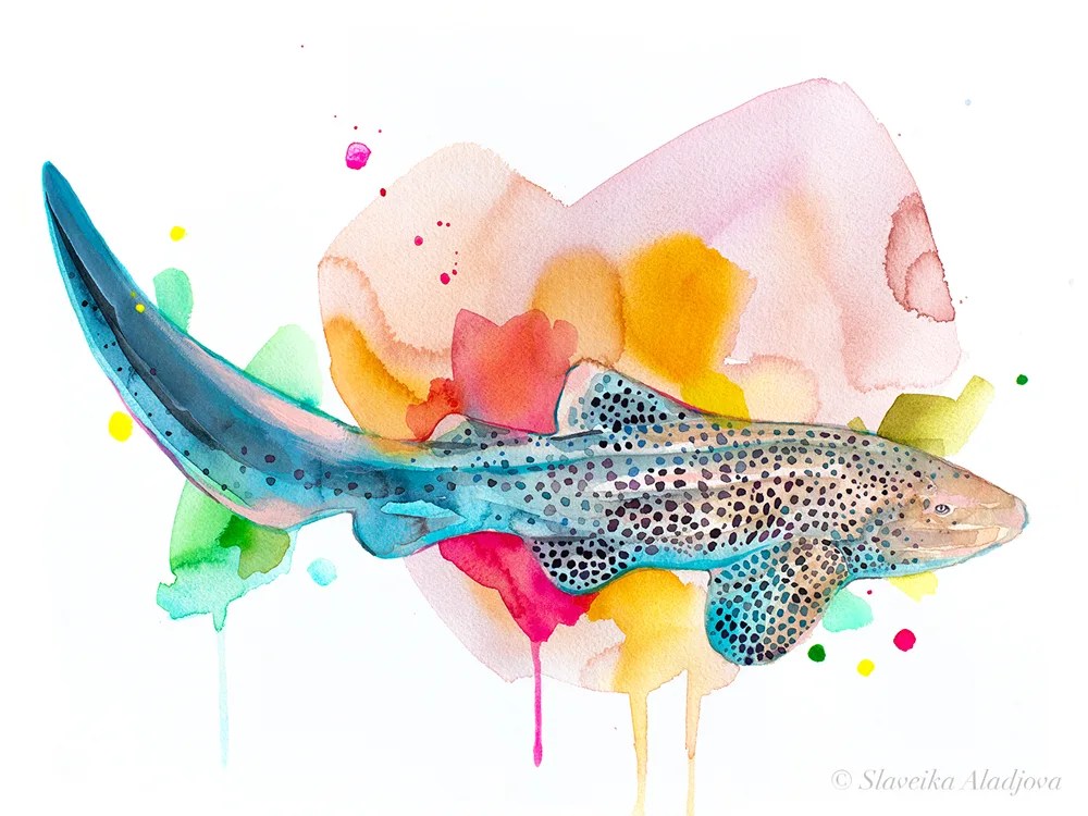 Zebra shark