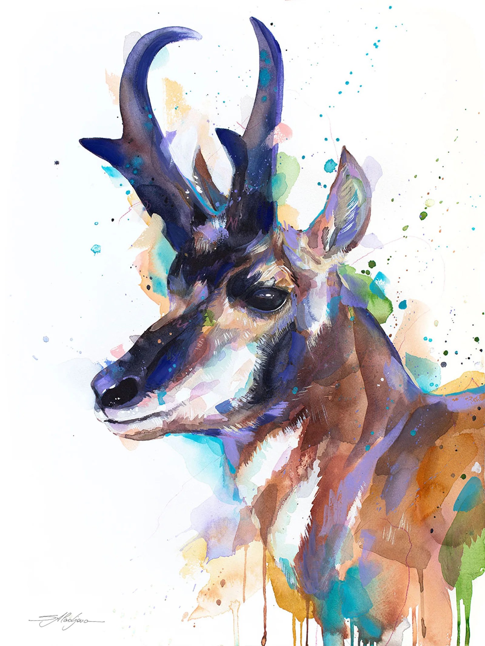 Pronghorn