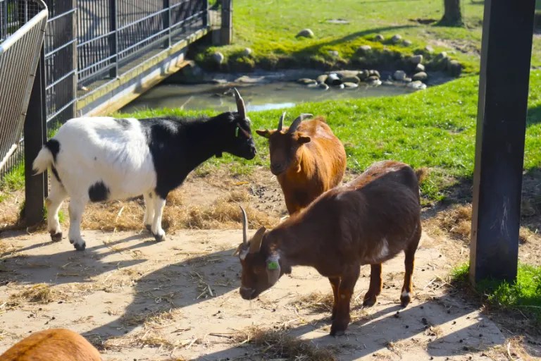 6 tipů na mini zoo a zookoutky v Česku: Kam vyrazit s dětmi za zvířaty