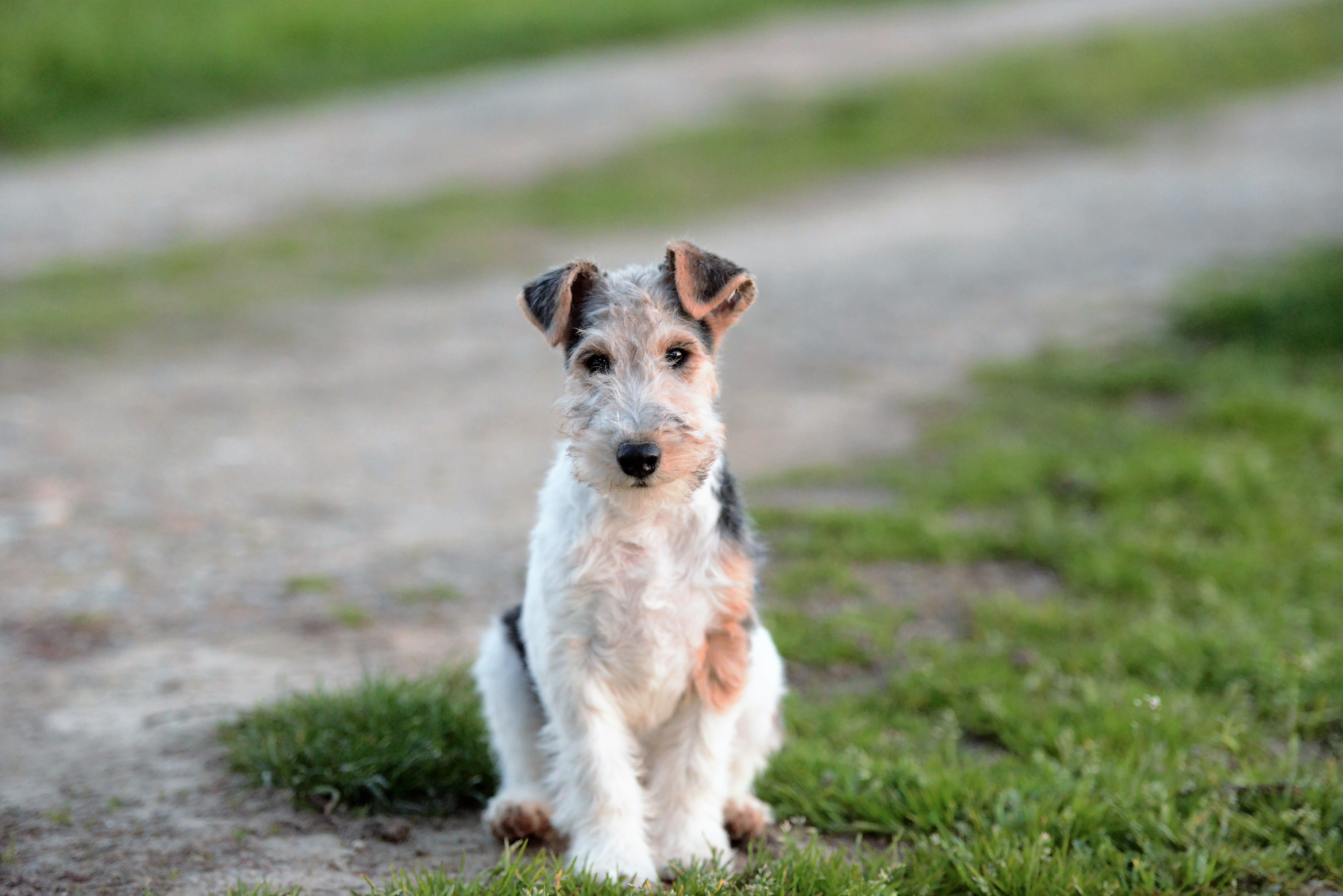Cucciolo Fox terrier a pelo ruvido Allevamento Slicey Cucciolo Fox terrier a pelo ruvido Allevamento Slicey