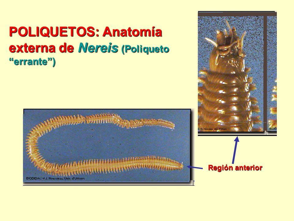 Resultado de imagen para anatomia interna de la region anterior de un Poliquetos