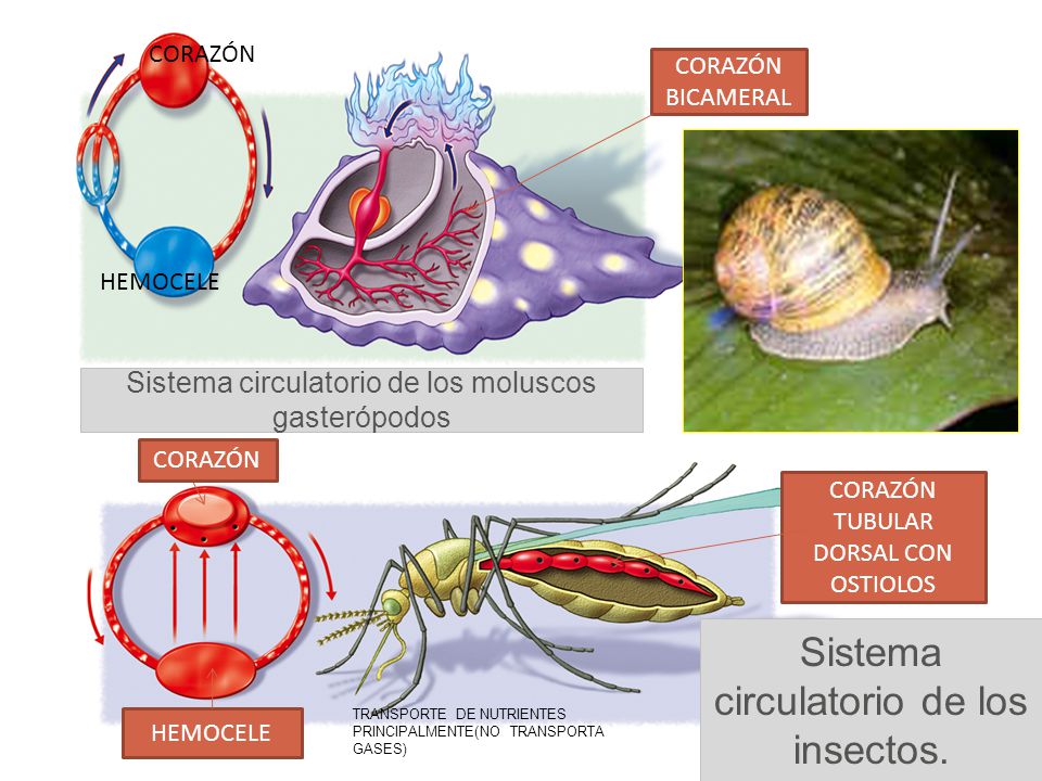 Resultado de imagen para Sistema circulatorio de los insectos