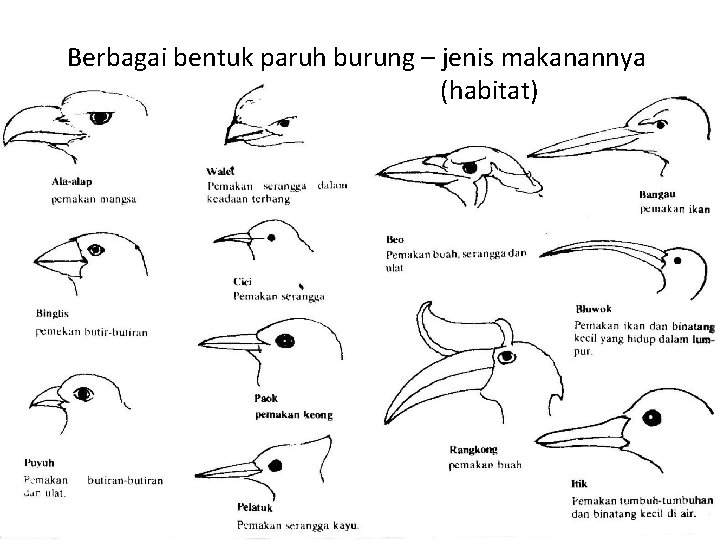 Kelas Aves Sukiya Aves 1 Ciri Umum Aves 540_X_720_jpg